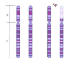 Este cromosoma es uno de los más grandes del humano y aportó información sobre la evolución humana.
